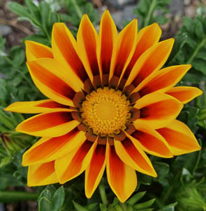 Gazania x rigens  hort